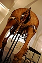 Museo Di Scienze Naturali - Animali 69